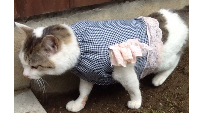 今日の猫ちゃん