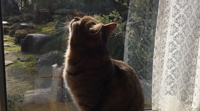 今日の猫ちゃん