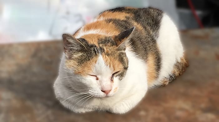 今日の猫ちゃん