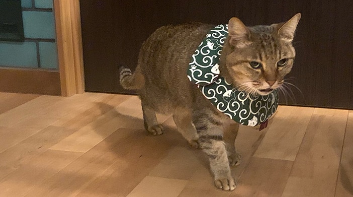 今日の猫ちゃん