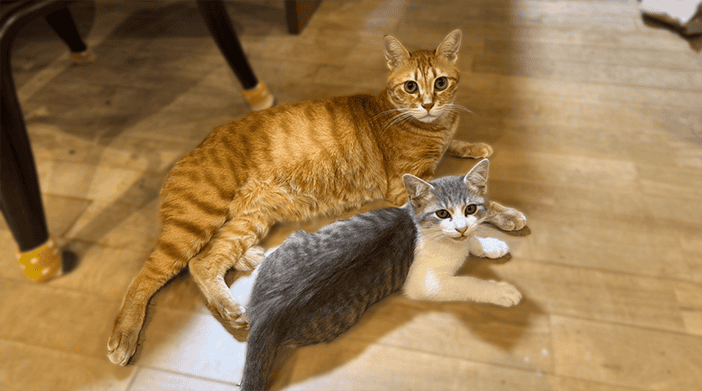 今日の猫ちゃん