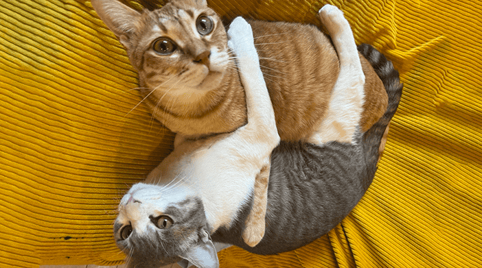 今日の猫ちゃん